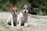 PARSON RUSSEL TERRIER 125